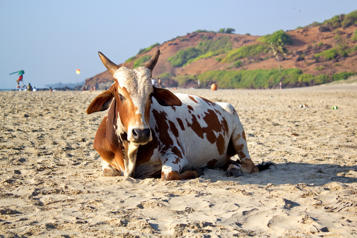 Goa