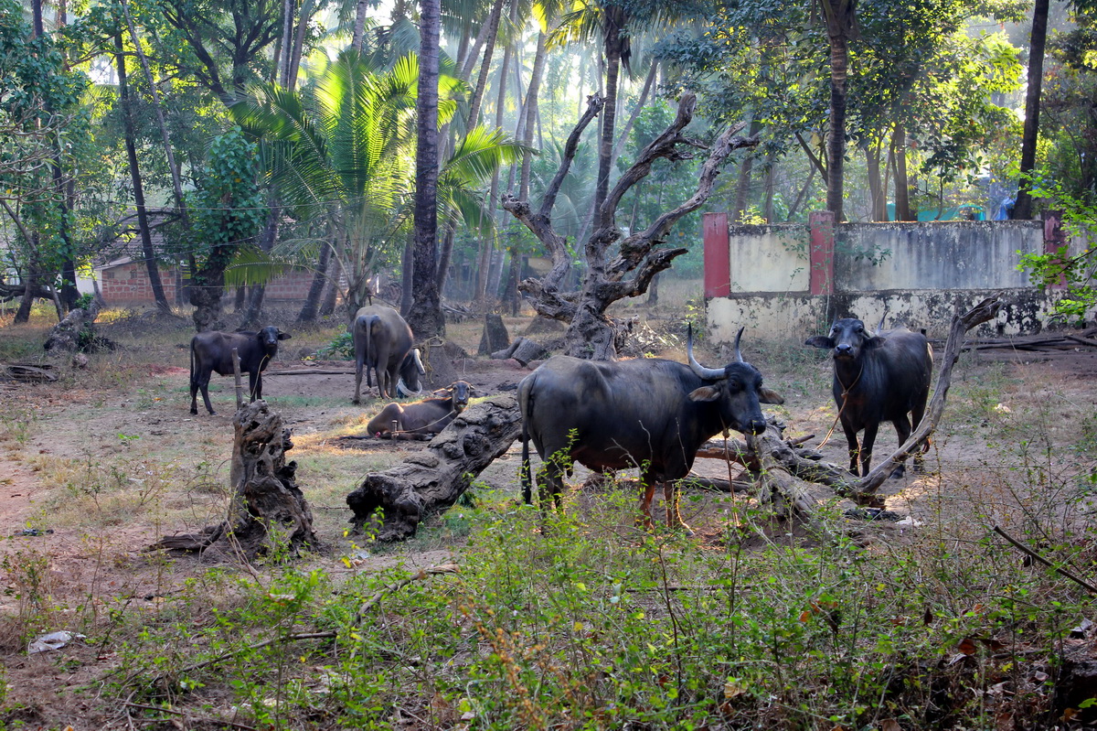 Goa