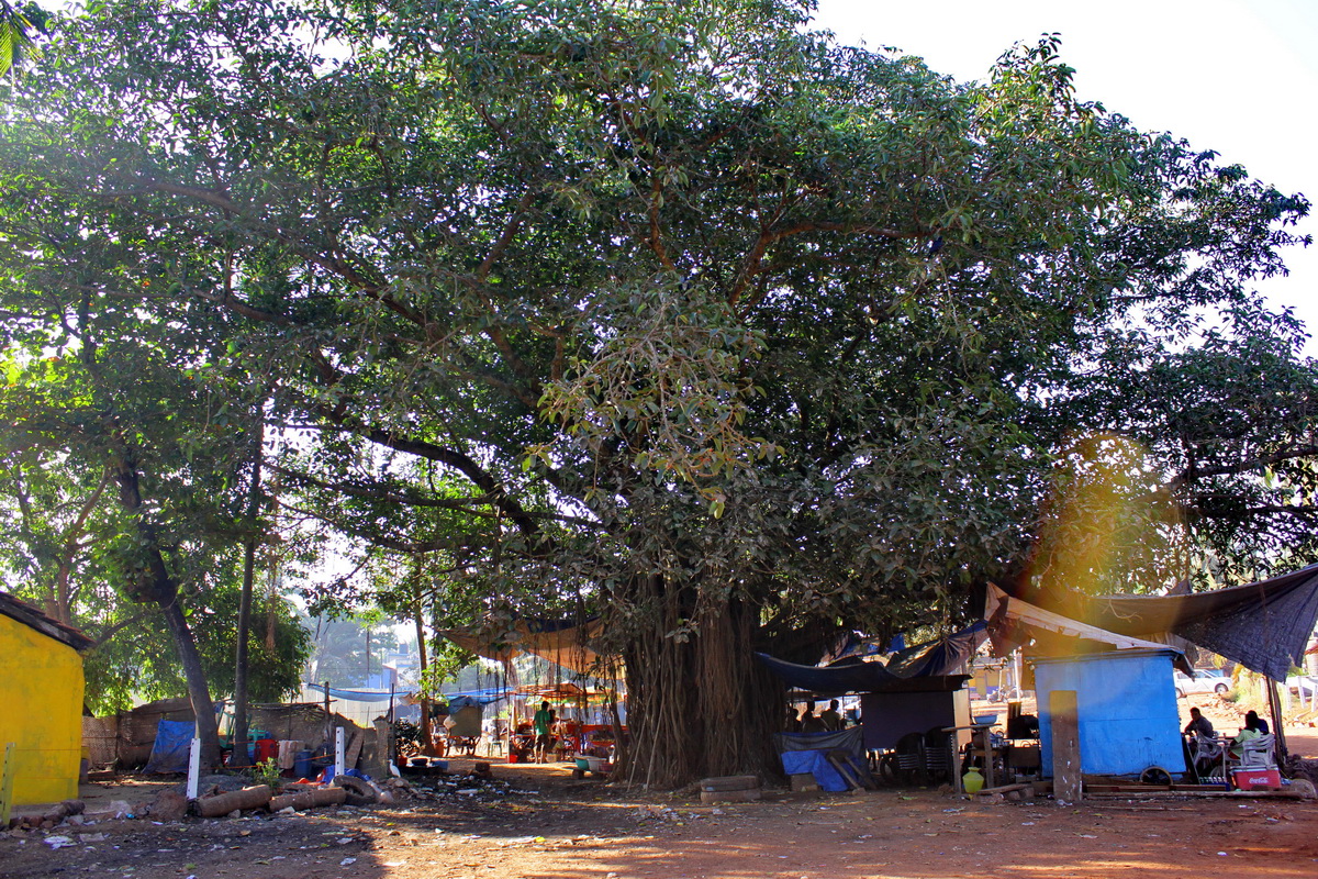 Goa