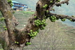 Annapurna