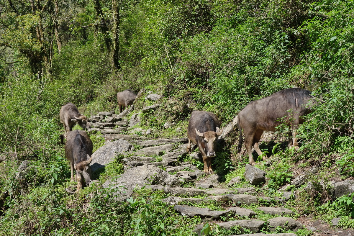 Annapurna