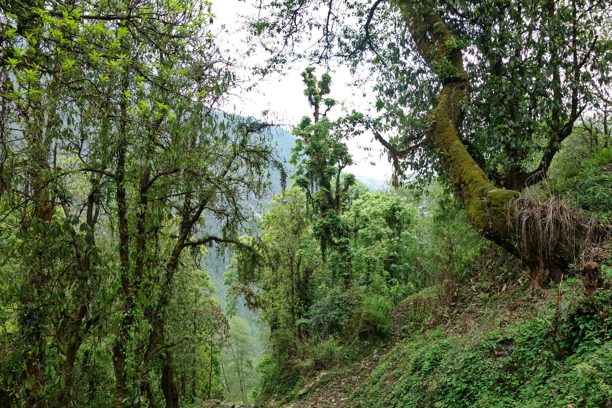 Annapurna