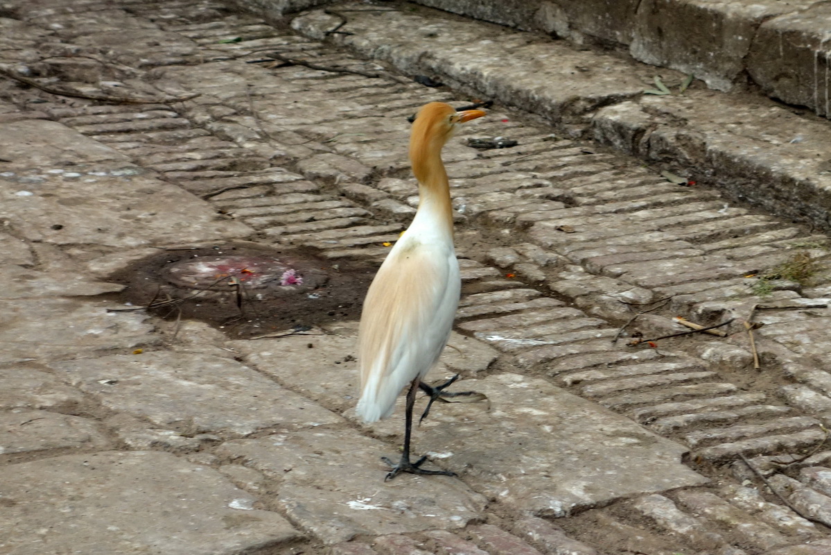 Bhaktapur