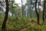 Chitwan