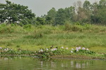 Chitwan