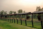 Chitwan