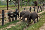 Chitwan