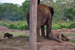 Chitwan