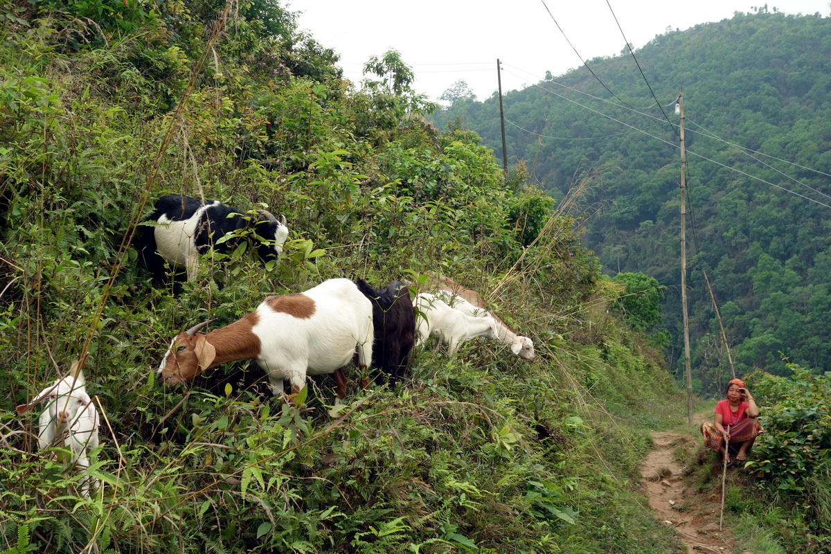 Pokhara